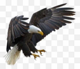 Eagle Flying Png