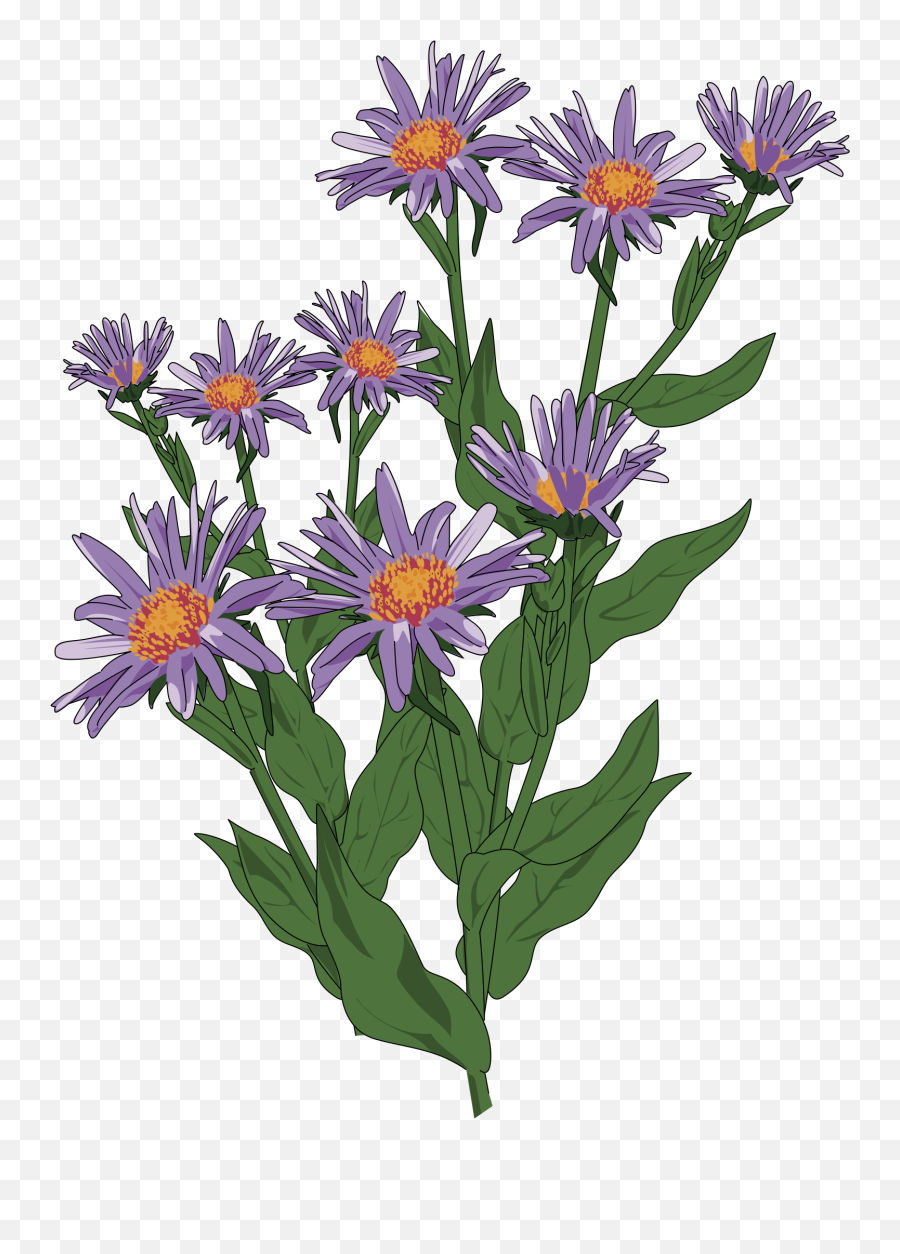 Download Wildflower Clipart Flowering Plant - Wild Flower Aster Plant Transparent Background Png,Flower Plant Png