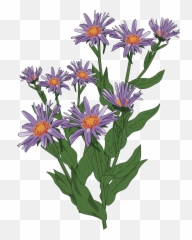 Download Wildflower Clipart Flowering Plant - Aster Transparent Background png