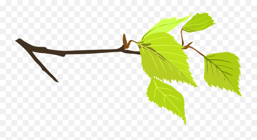 Branch Flower Twig - Png,Twig Png