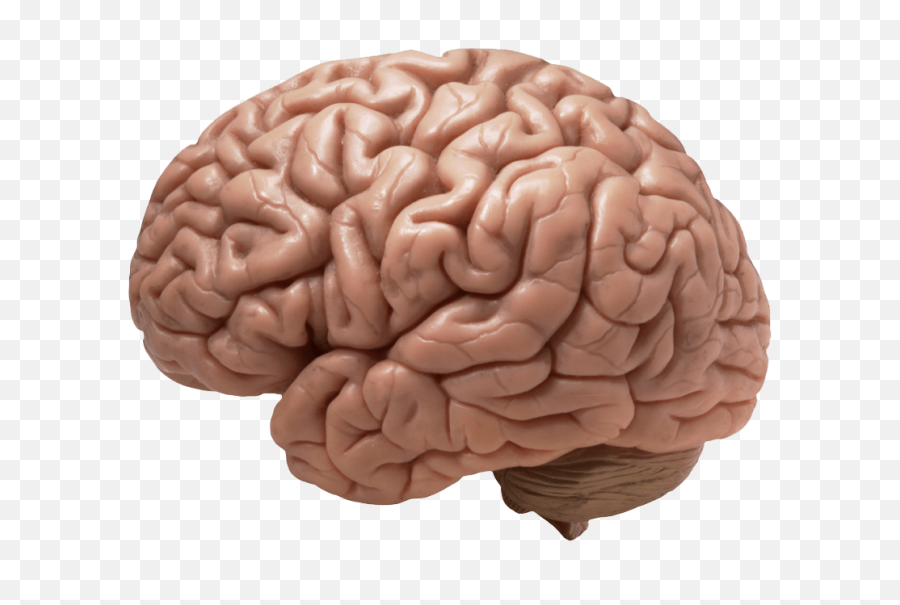 Download Free Png Brain Image - Dlpngcom Does A Brain Look Like,Cartoon Brain Png