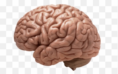 Download Free Png Brain Image - Dlpngcom Does A Brain Look Like,Cartoon Brain Png