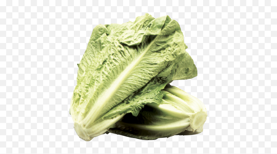 Romaine Lettuce - Superfood Png,Romaine Lettuce Png