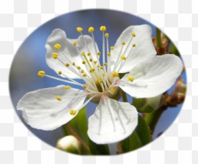 Fileblossom Of Mirabelle Plum Cropped Transparentpng - Mirabelle Plum Flower,Plum Png