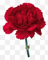 Carnation Flowers Png Free Images - Carnation Flower Png,Carnation Png