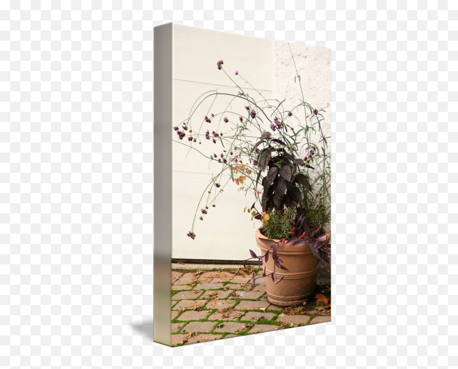 Potted Plant By Andrea Moore - Flowerpot Png,Potted Plant Png