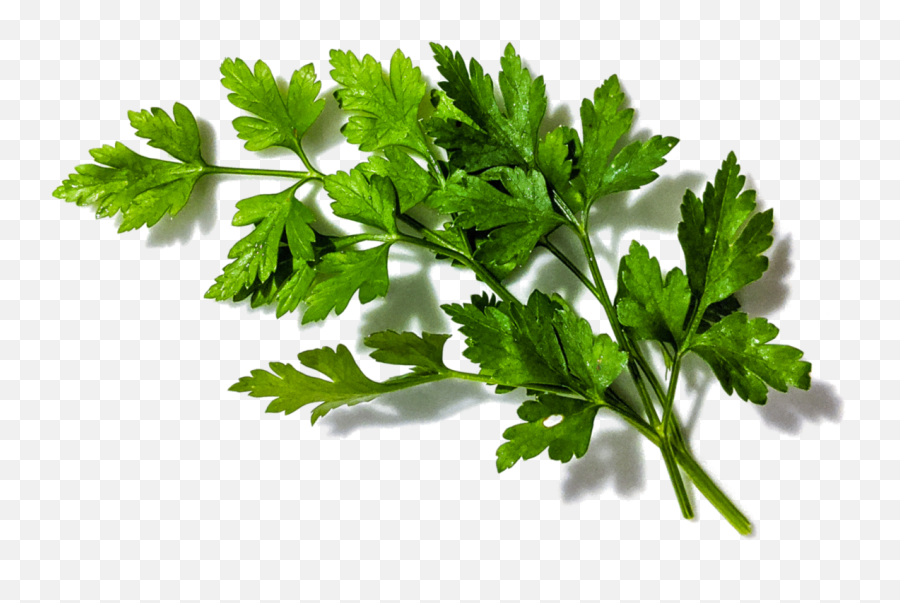 Parsley - Water Celery Png,Parsley Png