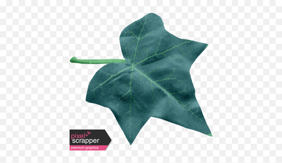 Ivy Leaf Large Graphic - Araliaceae Png,Ivy Transparent