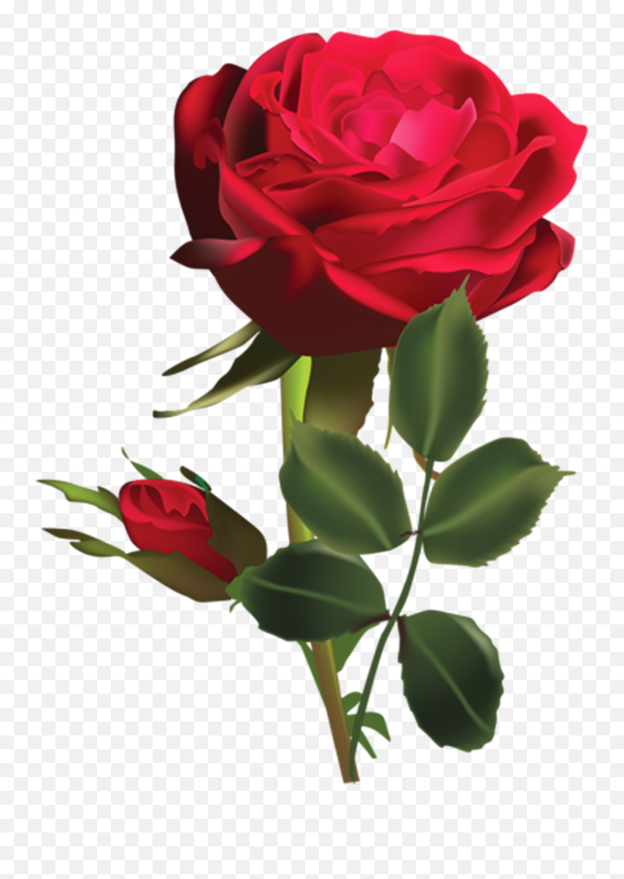 Rosa Roja Png - Rose Dp For Whatsapp,Rosas Rojas Png