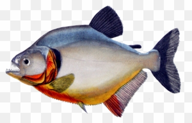 Piranha Png 7 Image - Piranha Fish Png,Piranha Png