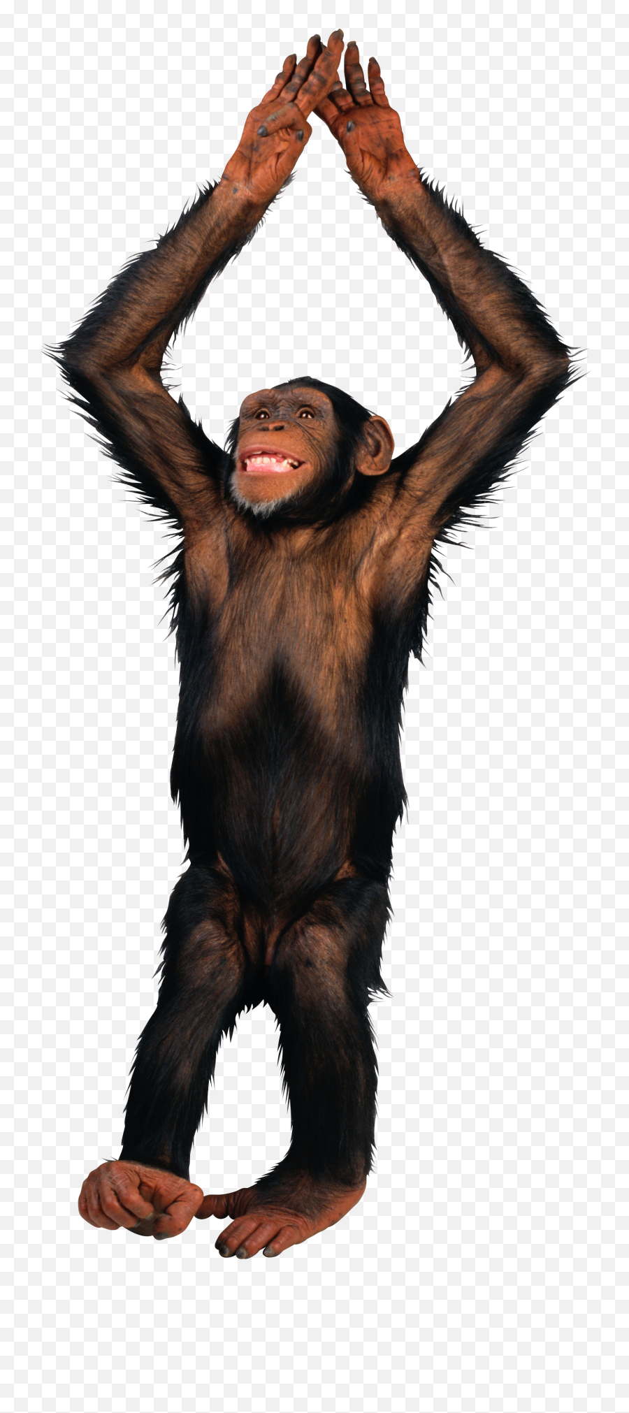 Monkey Png - Transparent Background Monkey Transparent,Monkey Transparent Background