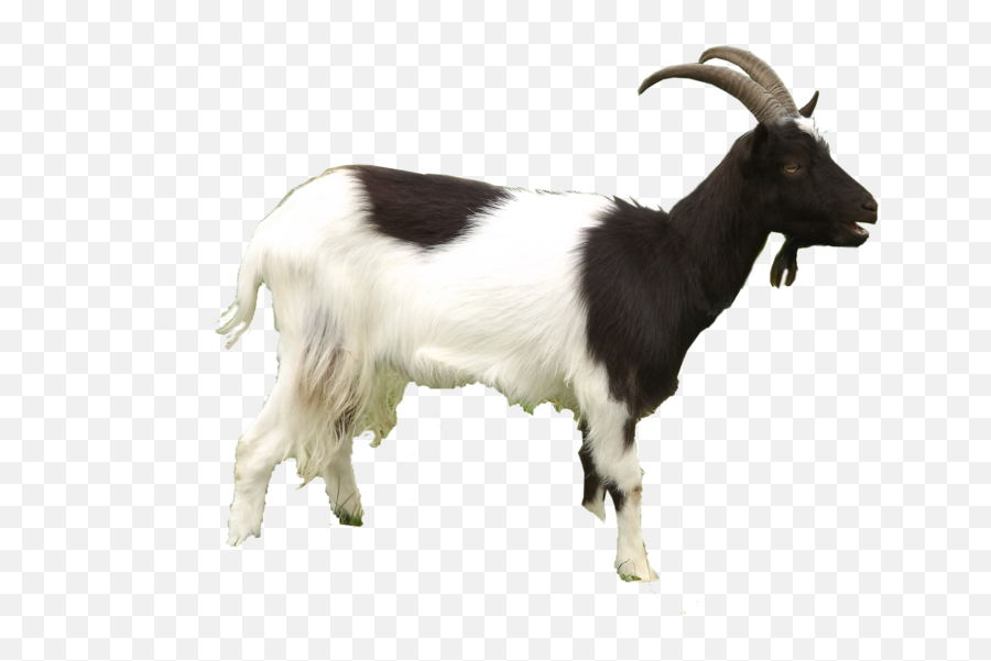 Goat Free Download Png - Transparent Background Goat Hd Png,Goats Png