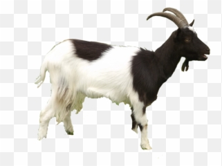 Goat Free Download Png - Transparent Background Goat Hd Png,Goats Png