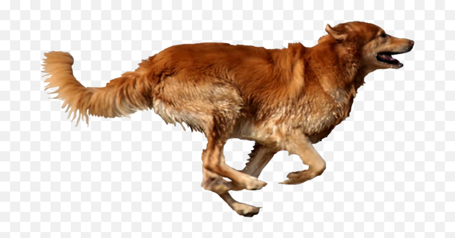 Dog Running Png - Dog Running Transparent Background,Pet Png