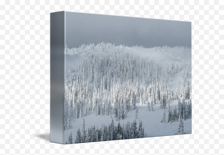 Snowy Tree Sunscape - Snow Png,Snowy Trees Png