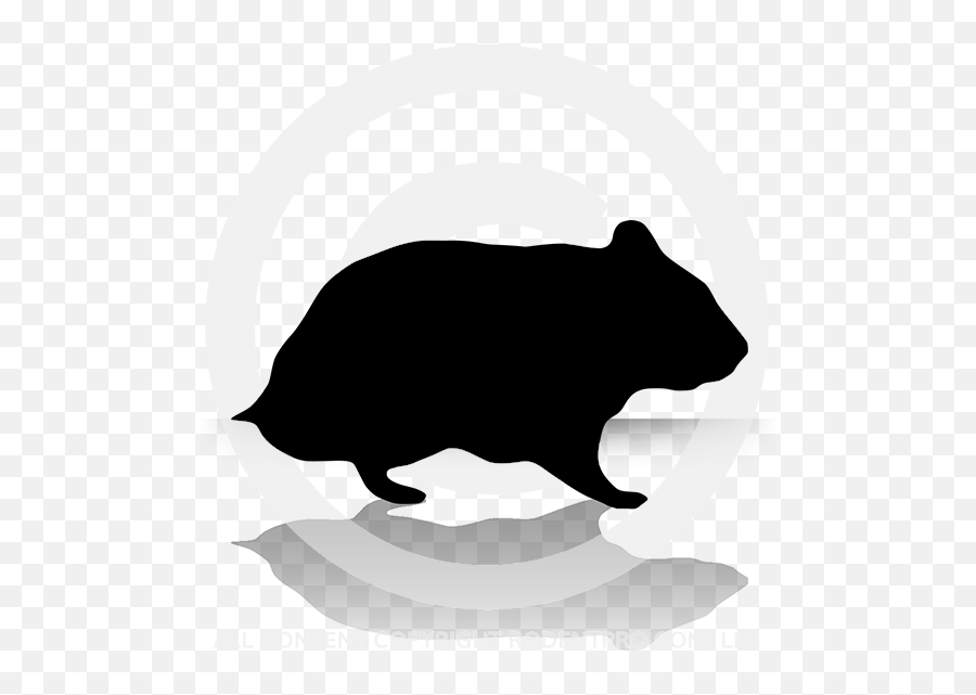 Frozen Feeder Hamsters - Extra Small Common Wombat Png,Bird Feeder Icon