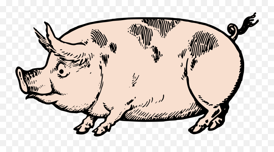 Pigs Clipart Swine Transparent Free For Download - Vintage Pig Png,Pig Silhouette Png