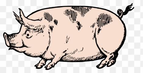 Pigs Clipart Swine Transparent Free For Download - Vintage Png