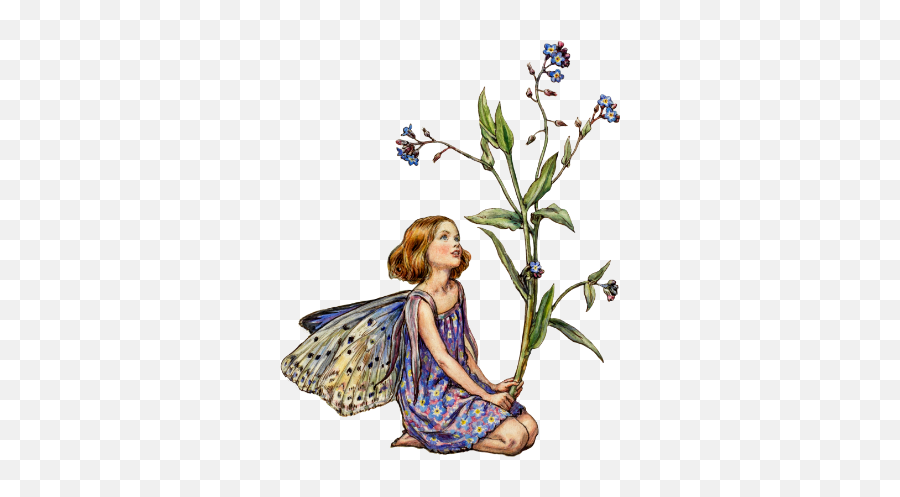 Flower Fairy 1 - Peter Evans Funeral Directors Camellia Flower Fairy Png,Fairy Png