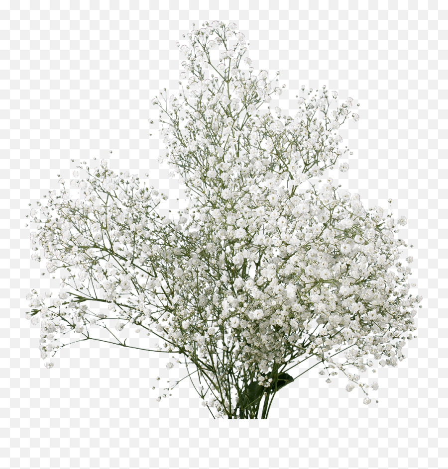 Globalrose 60 Stems Fresh Fillers - Bouquet Png,Baby's Breath Png