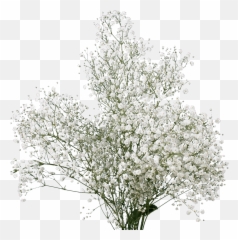 Globalrose 60 Stems Fresh Fillers - Bouquet Png,Baby's Breath Png