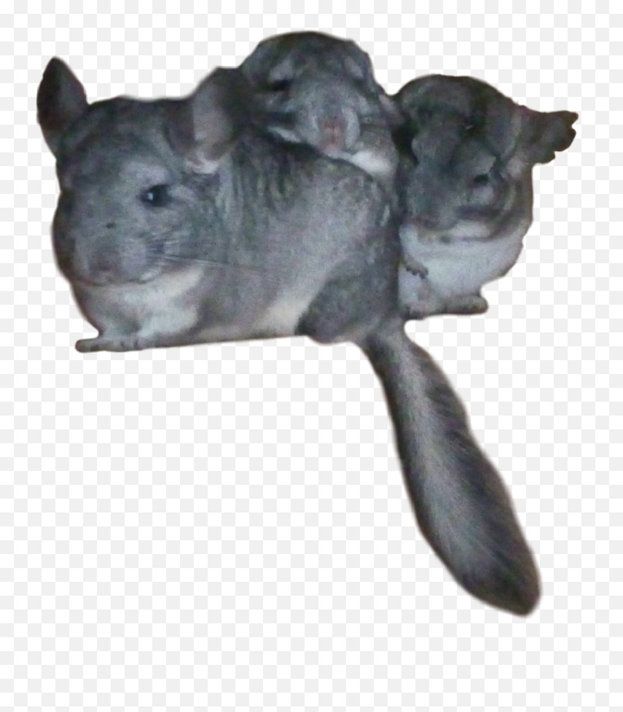 Freetoedit Chinchilla Chinchillas - Mouse Png,Chinchilla Png