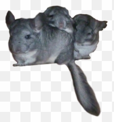 Freetoedit Chinchilla Chinchillas - Mouse Png,Chinchilla Png