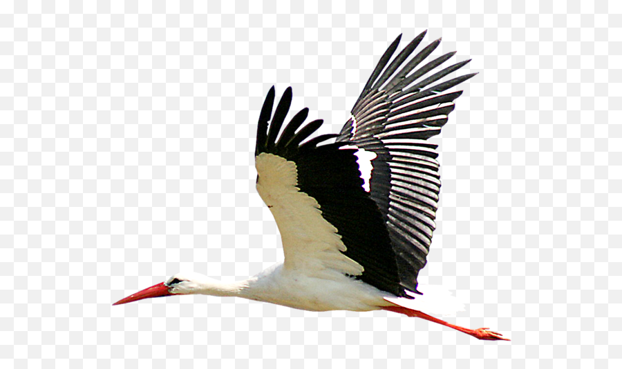 Stork Transparent Png Image - Stork Png,Stork Png