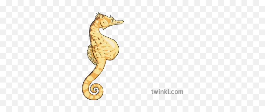 Large Bellied Seahorse Illustration - Twinkl Northern Seahorse Png,Seahorse Png