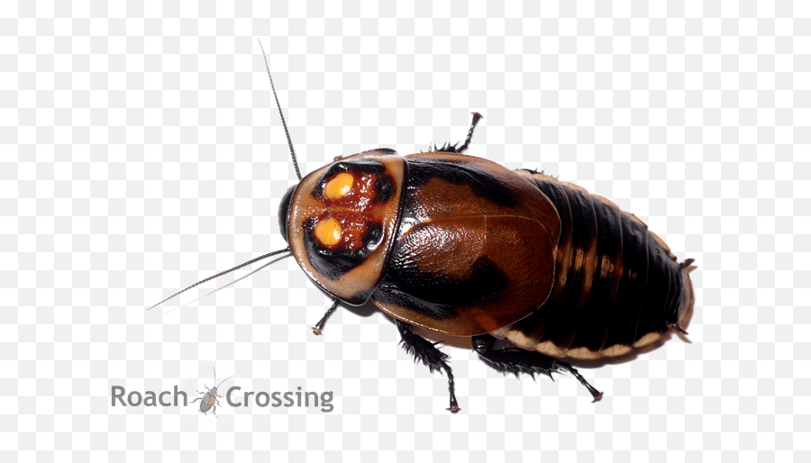 Warty Glowspot Roach - Roach Crossing Png,Cockroach Transparent