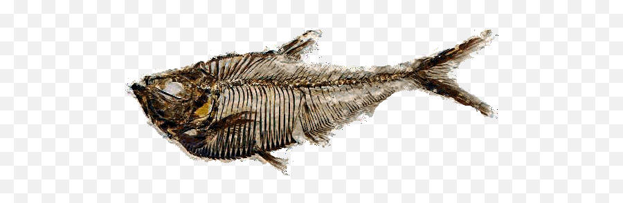 Free Fossil - Transparent Fossil Png,Fossil Png
