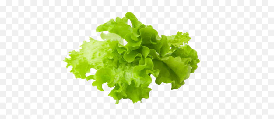 Lettuce Slice Png Clipart Free Stock - Lettuce Png,Lettuce Png