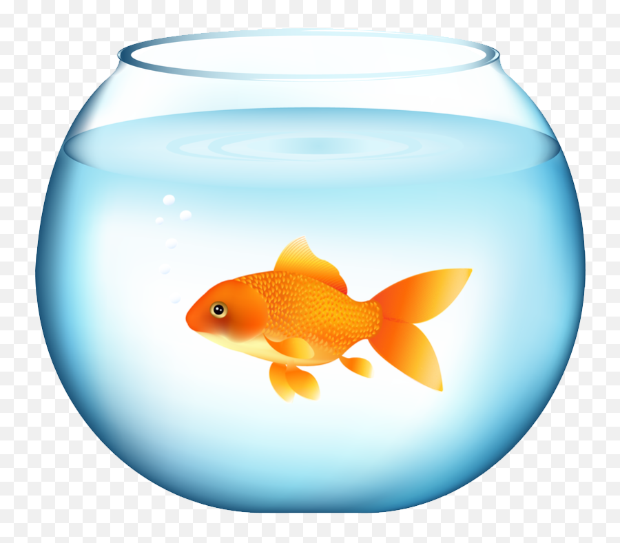 Png Download Image - Aquarium With A Goldfish,Goldfish Transparent Background