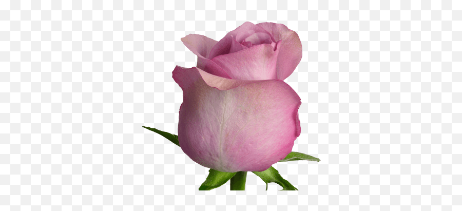Nightingale - Standard Roses Lilac Nightingale Roses Png,Purple Roses Png