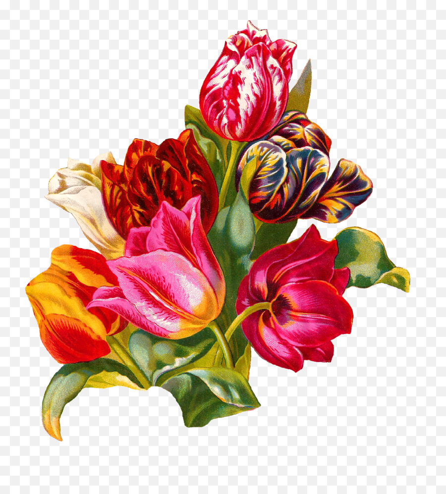 Botanical Artwork Tulip Flower Digital - Floristry Png,Botanical Png