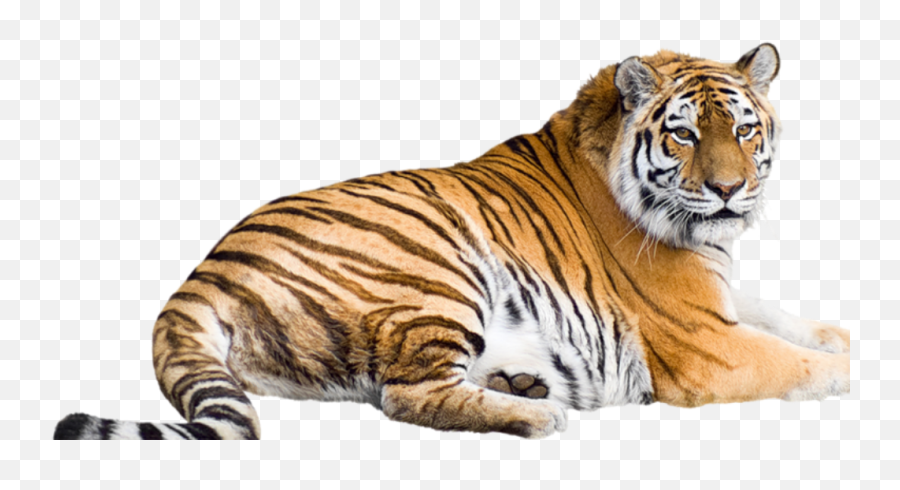Malayan Tiger Png Free - Siberian Tiger Transparent Background,Tiger Transparent Background