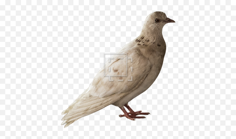 Download Pigeon - Northern Mockingbird Png,Mockingbird Png