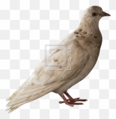 Download Pigeon - Northern Mockingbird Png,Mockingbird Png
