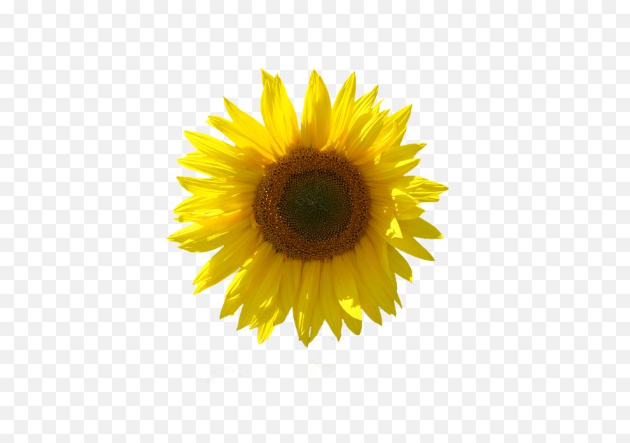 Sunflower Isolated Transparent - Girassol Em Png Fundo Transparente,Sunflower Transparent Background