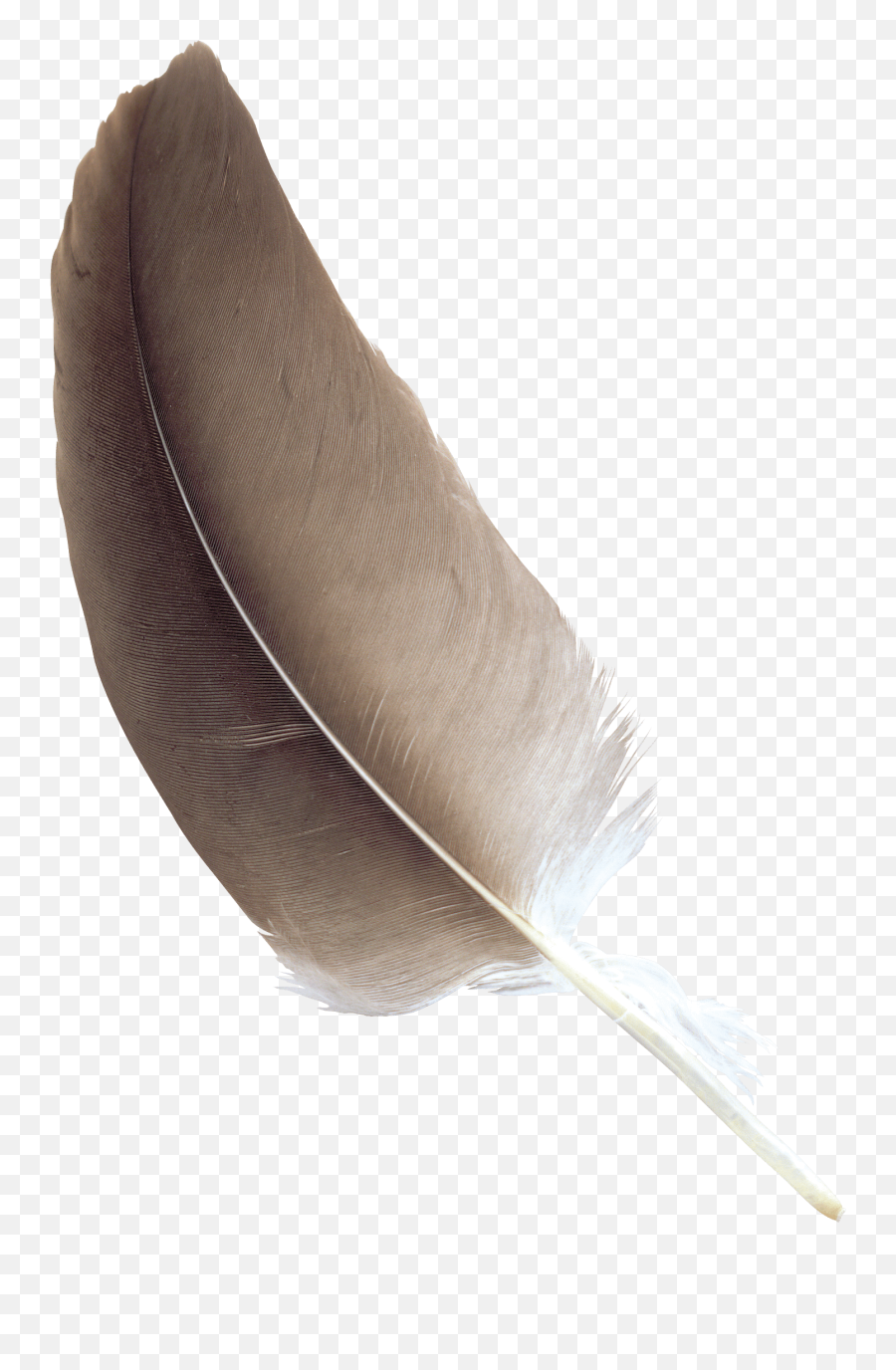 Feather Brown Transparent Png - Stickpng Cock Feather Png,Feathers Transparent