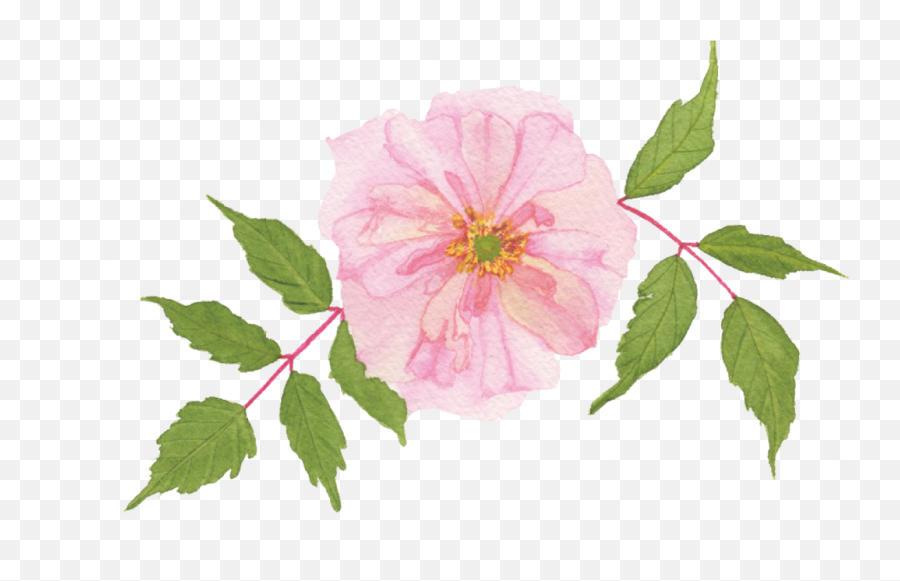 A Pink Rose Example Skillshare Projects - Rosa Gallica Png,Pink Rose Transparent Background