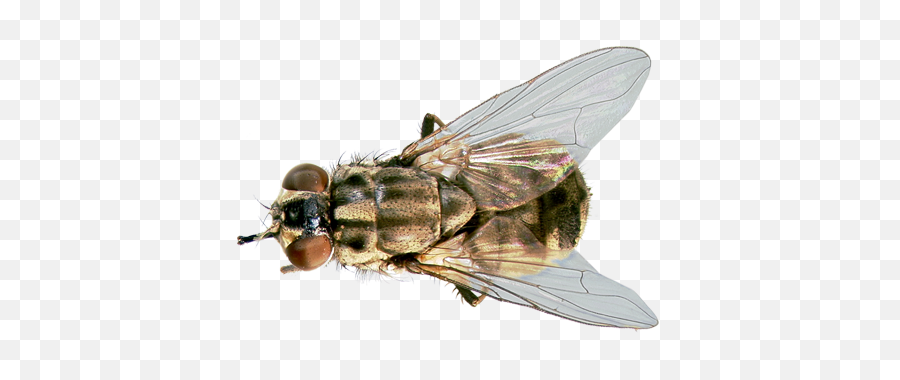 Stable Fly Png Image With No - House Fly,Fly Png