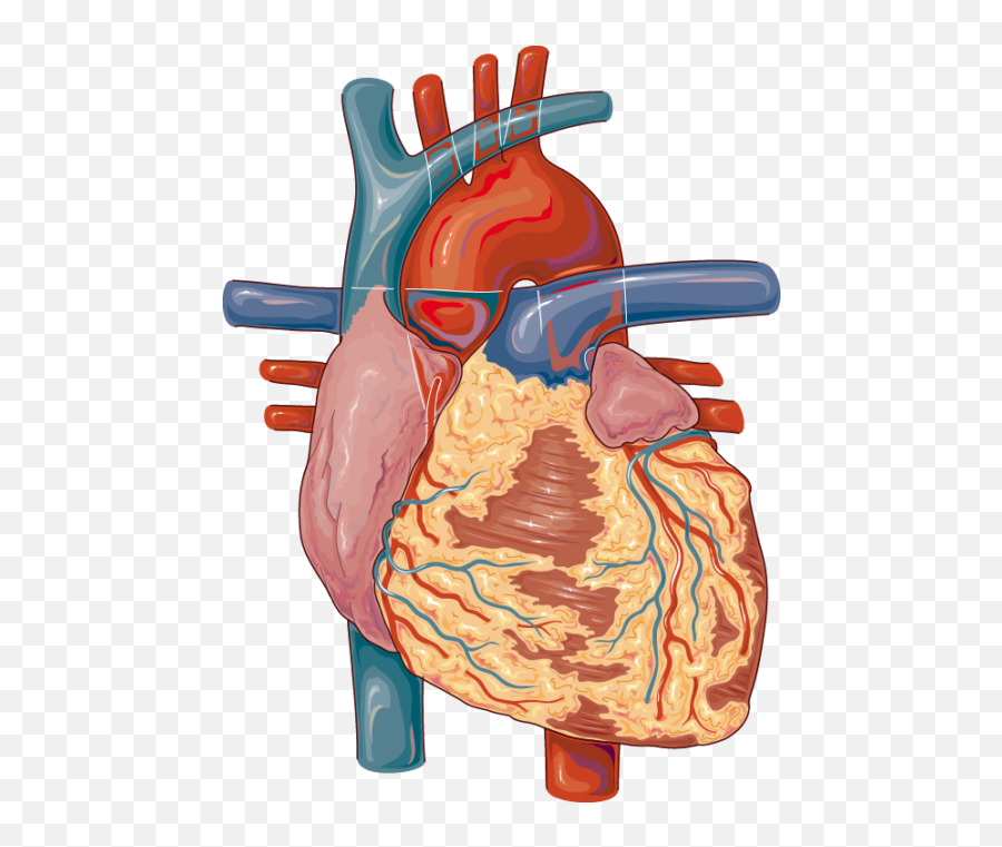 Heart - Servier Medical Art Lymph Node The Heart Png,Human Heart Png