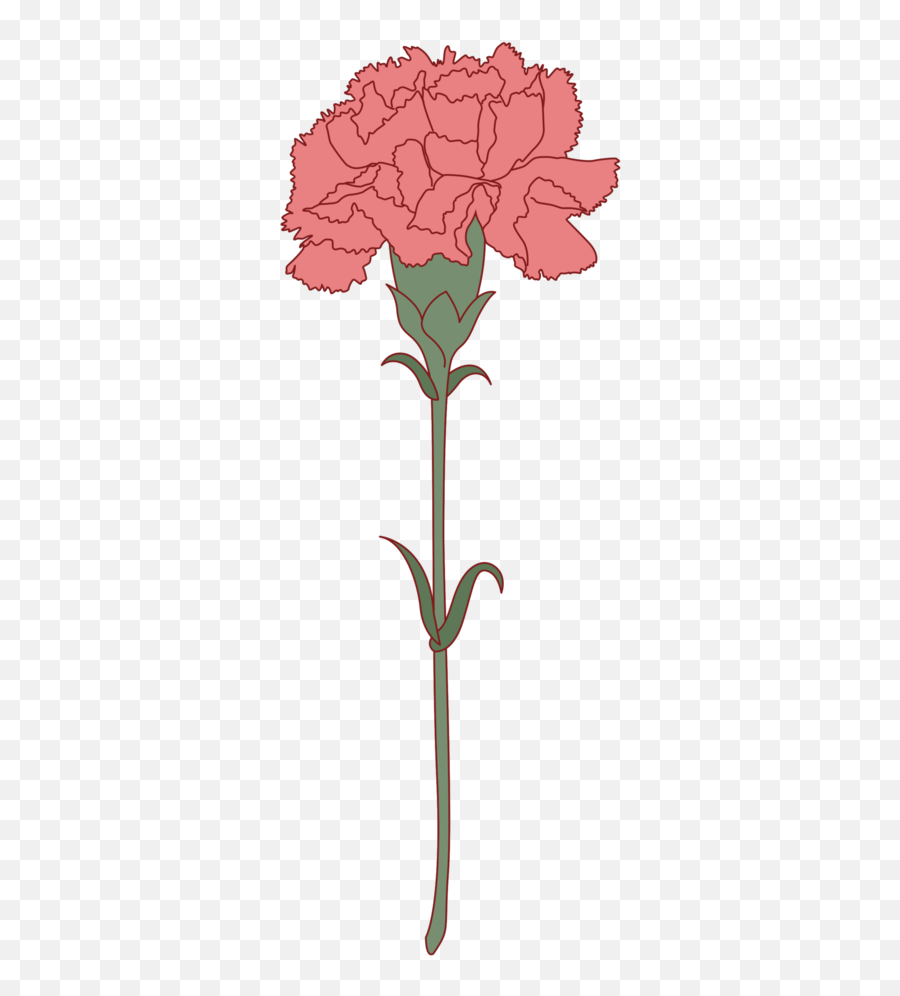 Free Carnation Flower Png With - Pink Carnation Single Drawing,Carnation Png