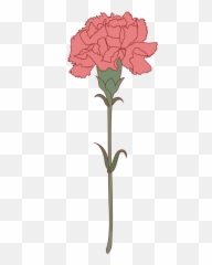 Free Carnation Flower Png With - Pink Carnation Single Drawing,Carnation Png