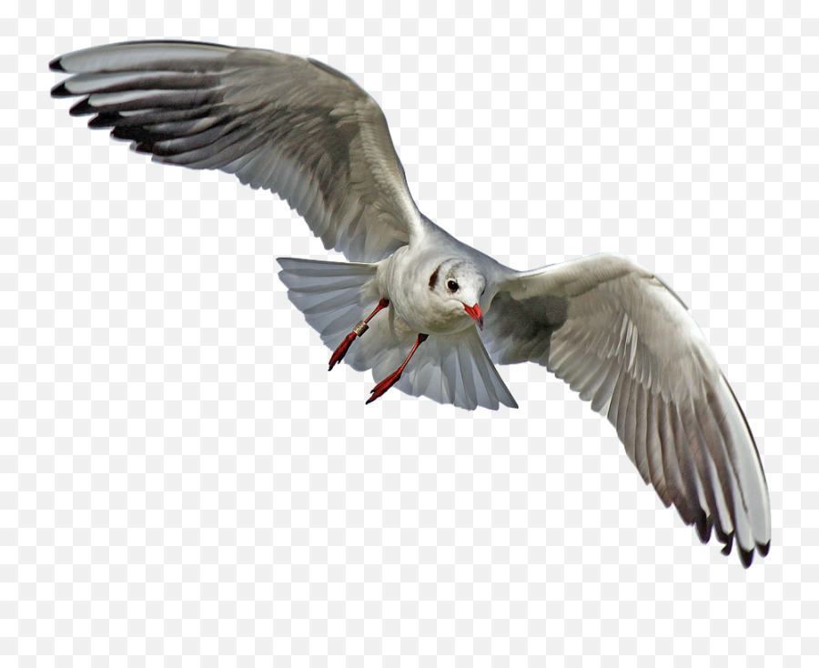 Flying Seagull Bird Png Transparent - One Bird Flying Png,Fly Transparent Background