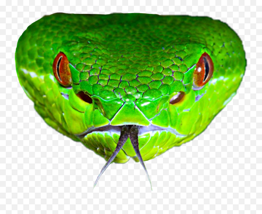 Smooth Greensnake Transparent Png Image - Snake Pit Viper Head,Green Snake Png
