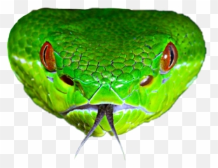 Smooth Greensnake Transparent Png Image - Snake Pit Viper Head
