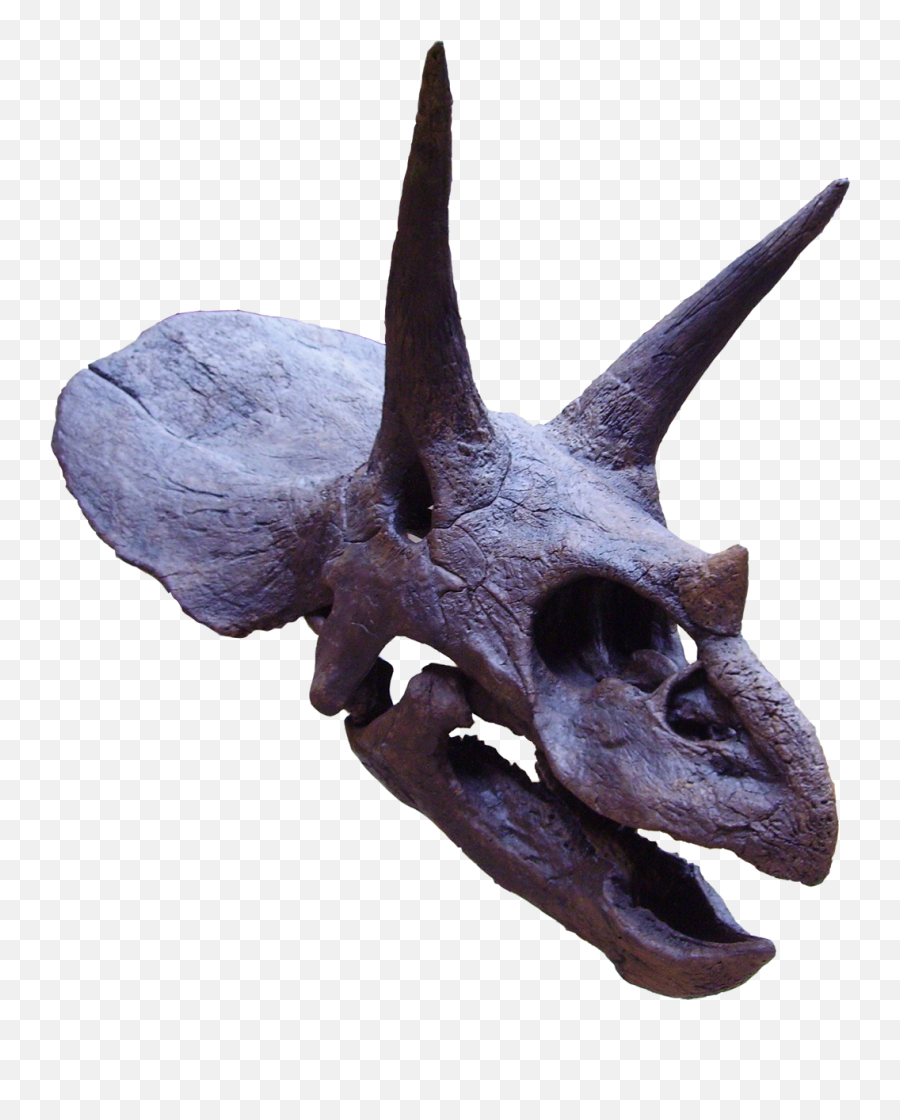 Triceratops - Triceratops Skull Png,Triceratops Png
