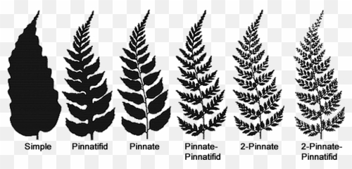Fern Structure - Leaf Types png